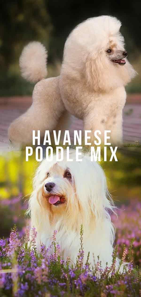 Havanezer poedel mix