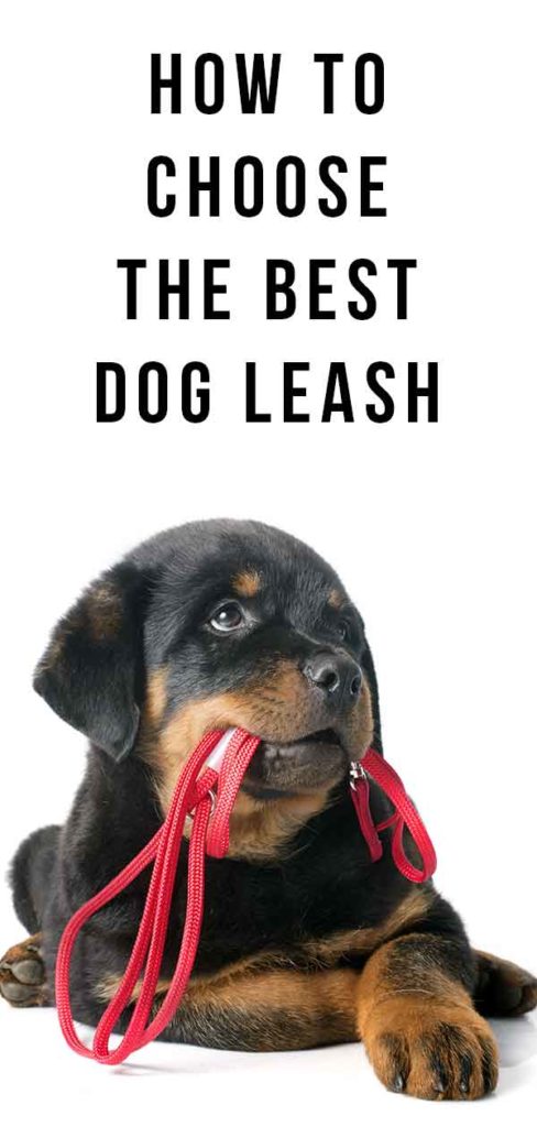 best dog leash ever