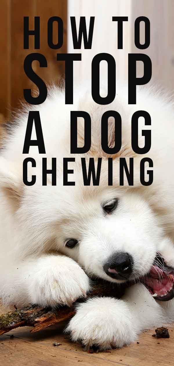 How To Get Your Dog To Stop Chewing Wood