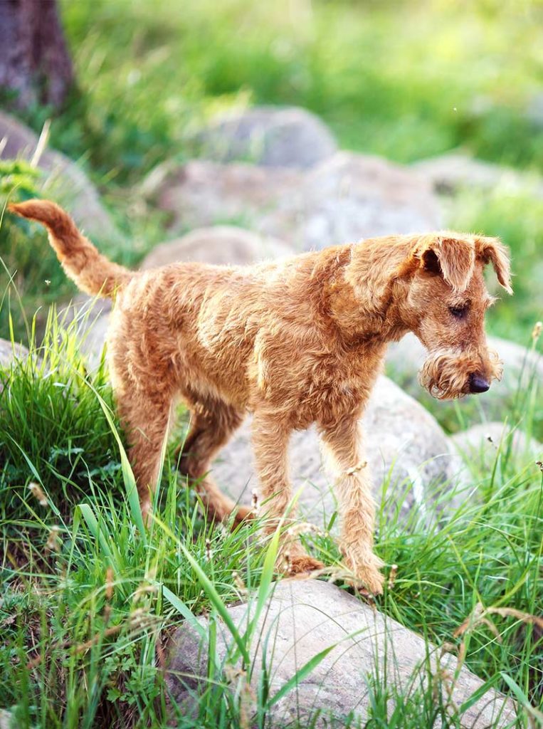 irish dog breeds - irish terrier