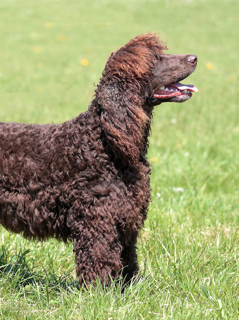 Irish Dog Breeds All About Ireland S Native Pups