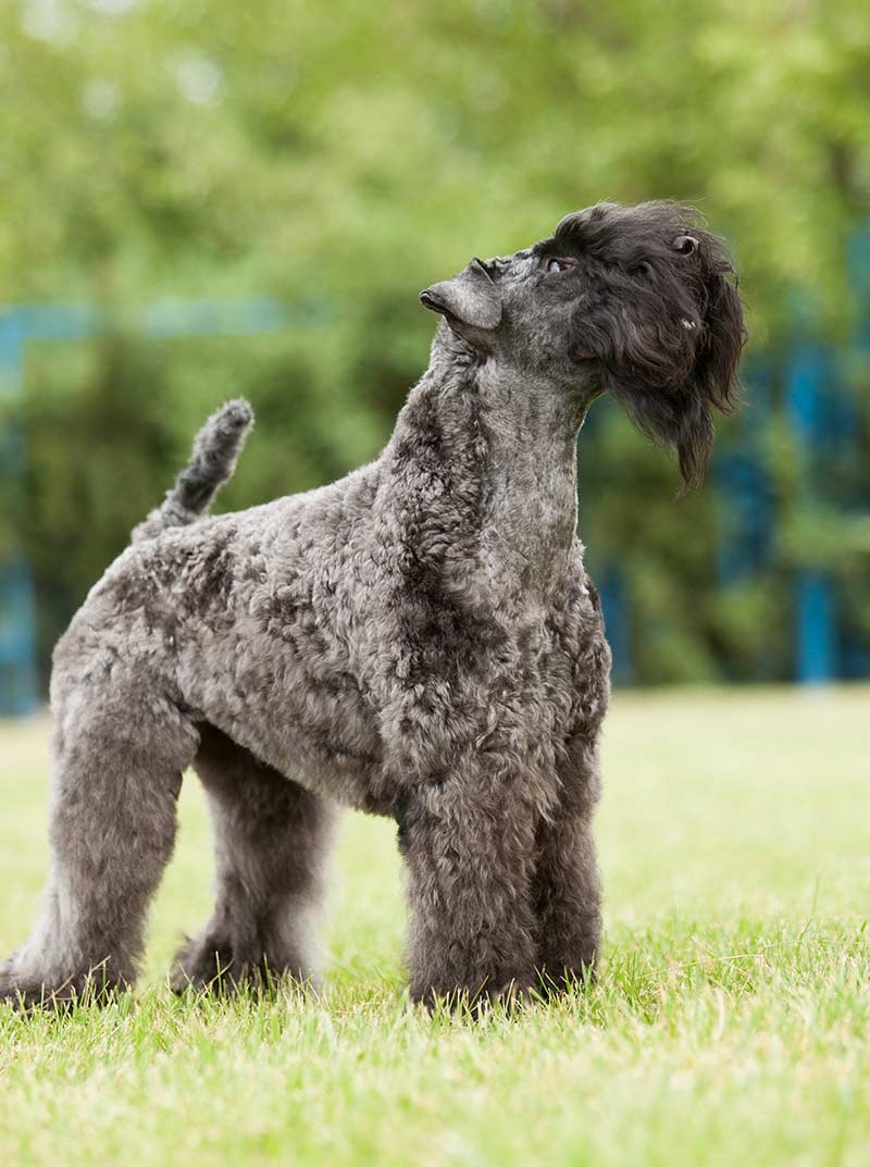 irish dog breeds - kerry blue terrier