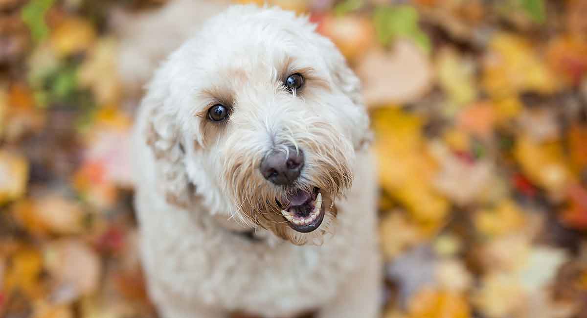 do labradoodle puppies change color