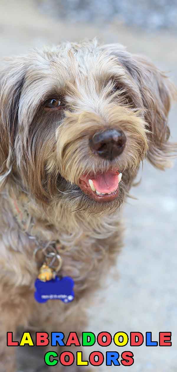 Labradoodle Color Chart