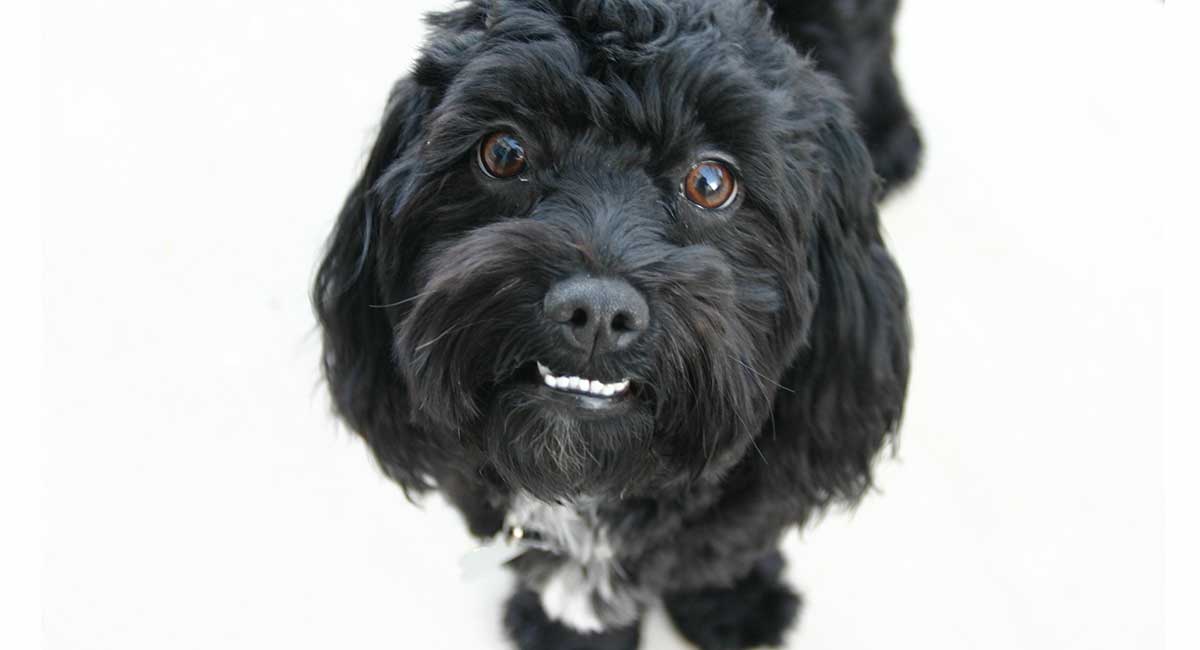 black maltipoo