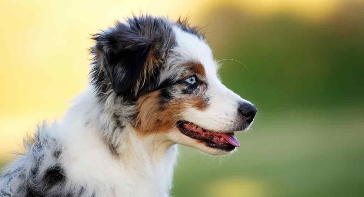 blue merle mini aussie