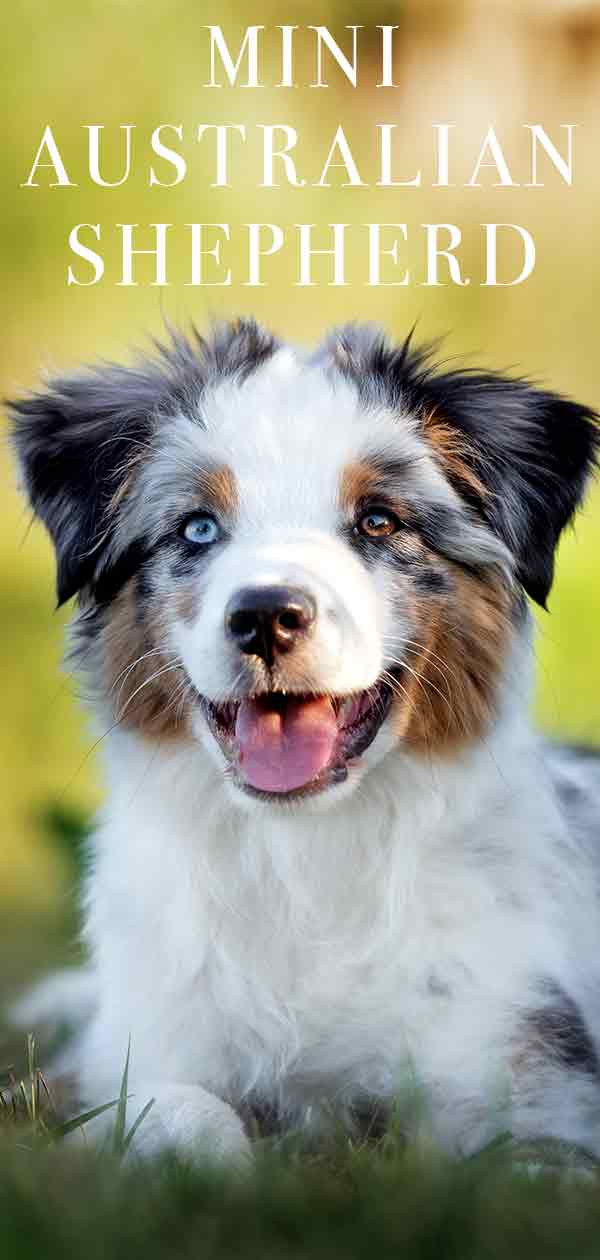 mini australian shepherd cost