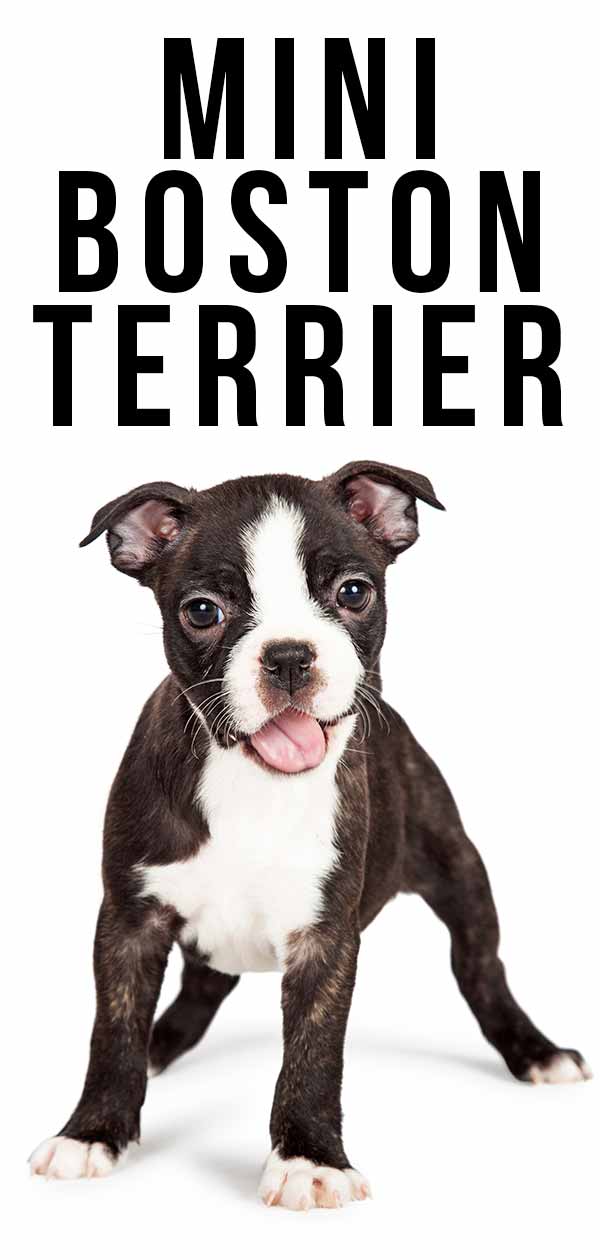 The Mini Boston Terrier - Is This Tiny Dog A Good Pet?