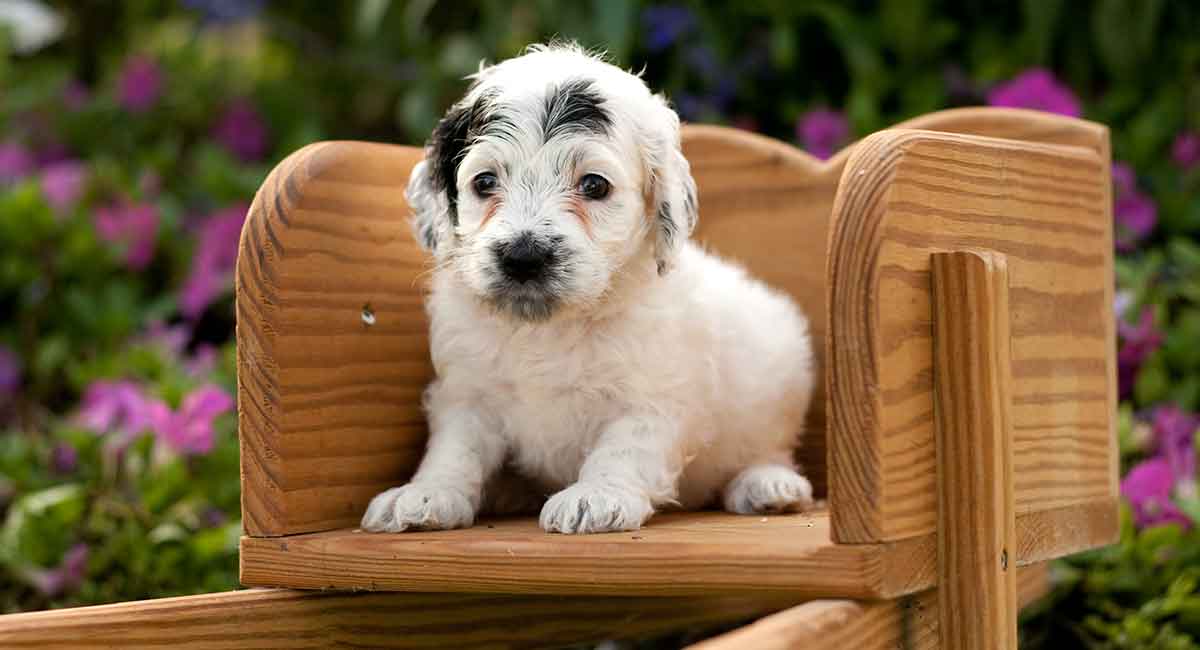 cute name for cockapoo