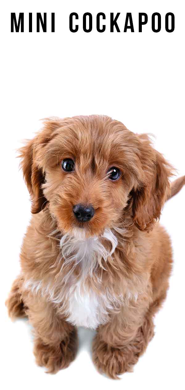 Mini Cockapoo