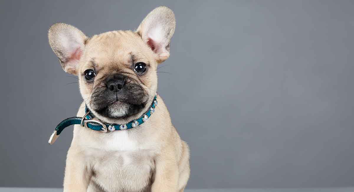 Mini French Bulldog