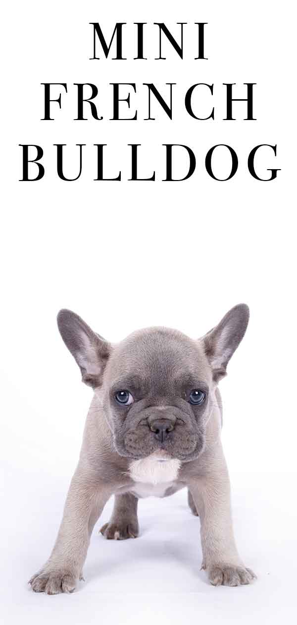 are french bulldogs small or medium