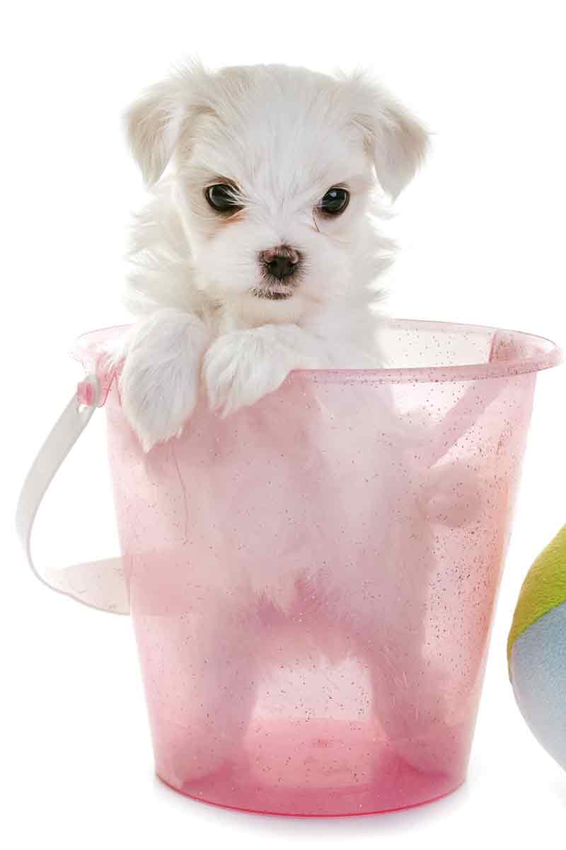 teacup maltese puppy