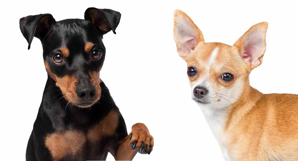 Miniature Pinscher Chihuahua Mix Breed 