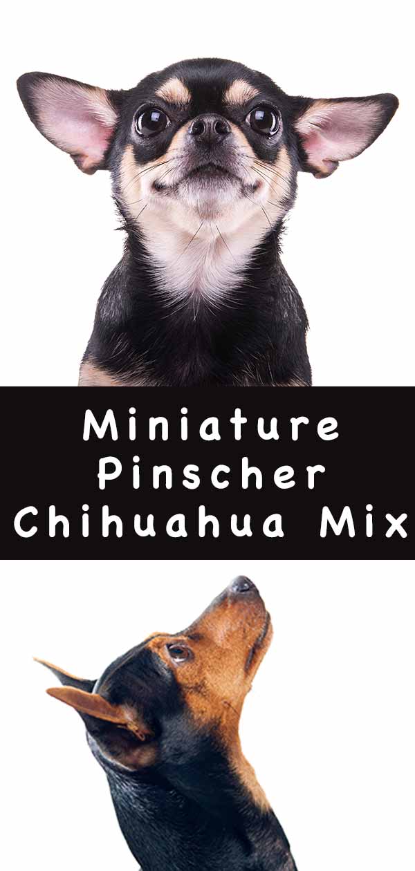 miniature pinscher chihuahua mix