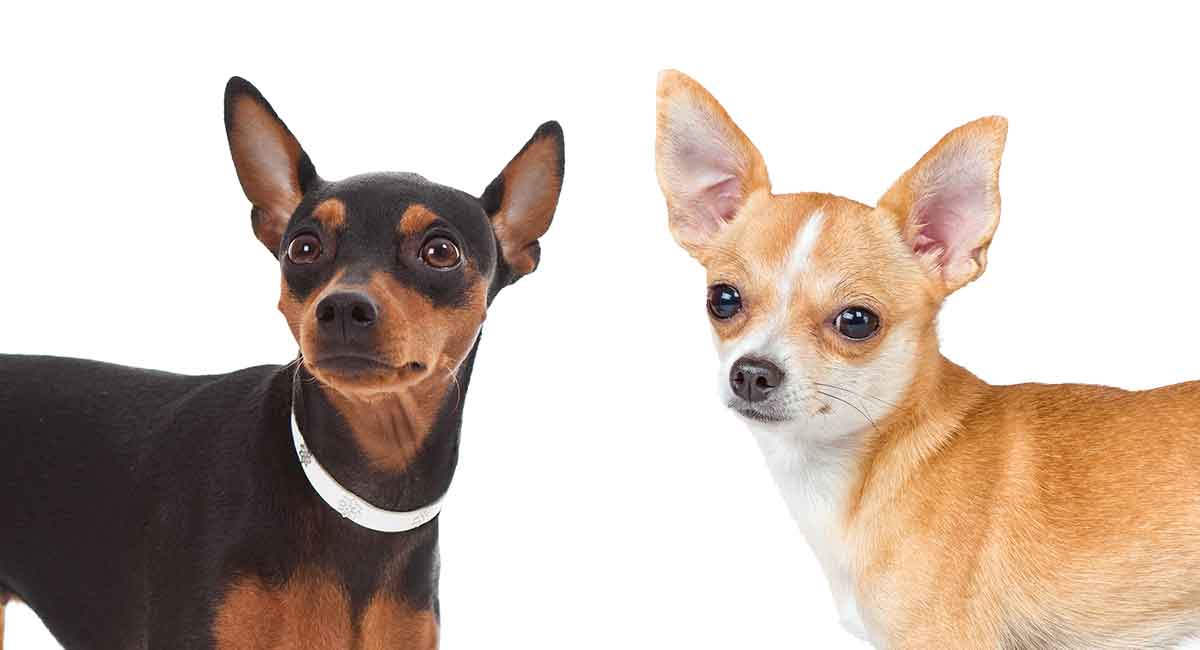 Miniature Pinscher Chihuahua Mix Is This Cool Cross