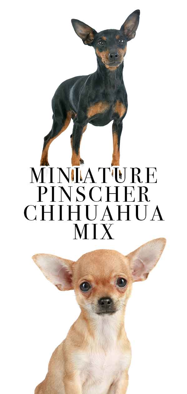 miniature pinscher with chihuahua