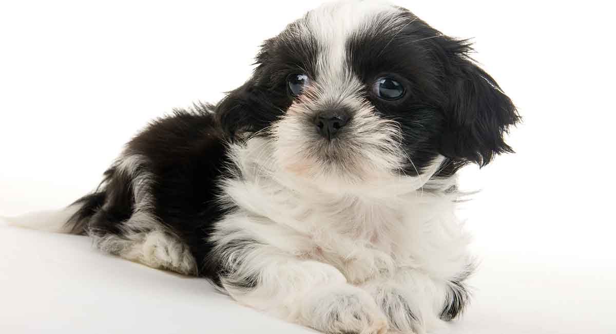 mini shih tzu