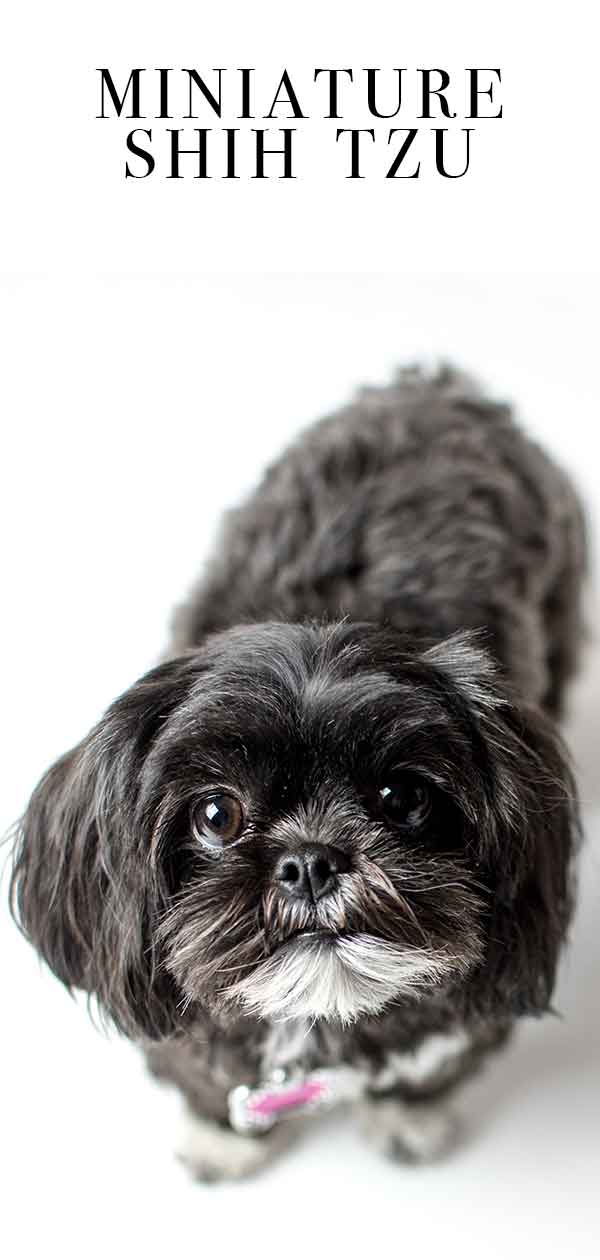 miniature shih tzu