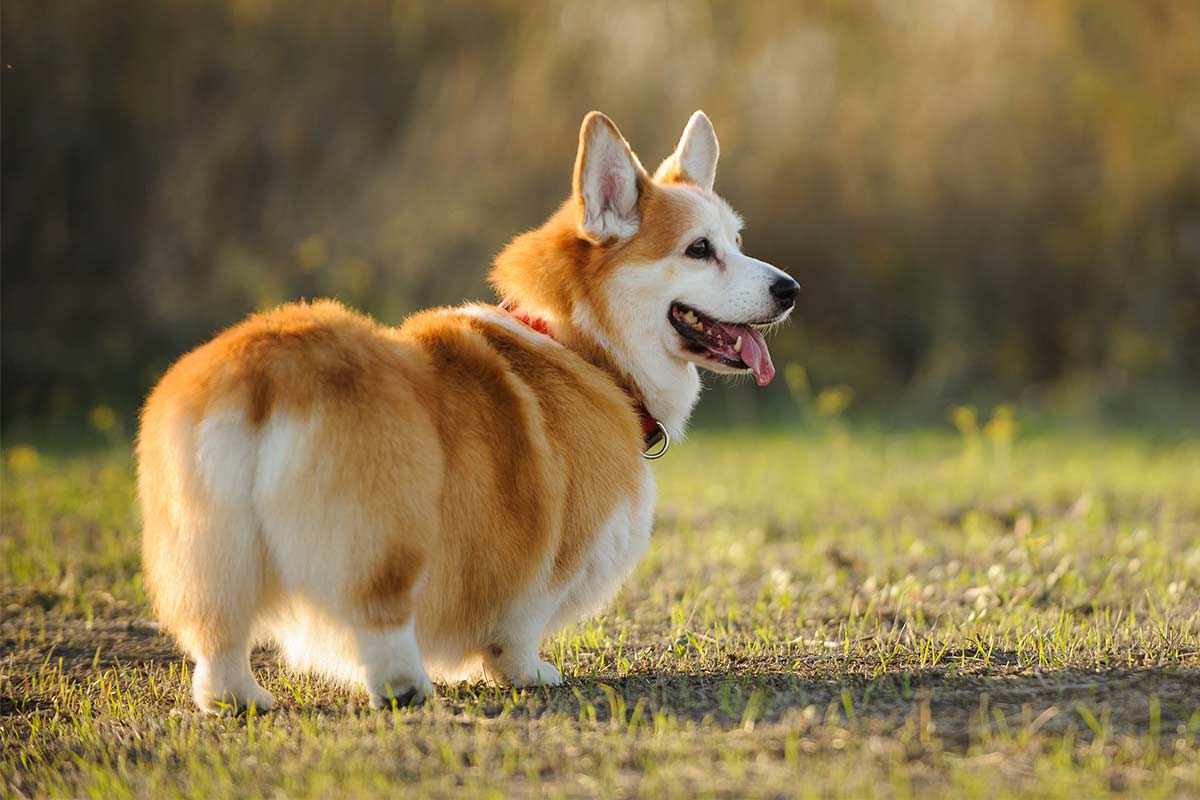 Cute Shiba Inu Husky Mix