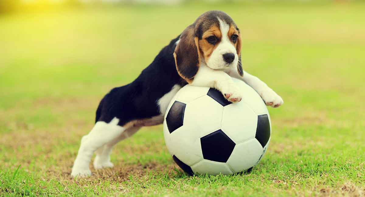 Corgi Beagle Mix What Will Your Beagi Puppy Really Be Like