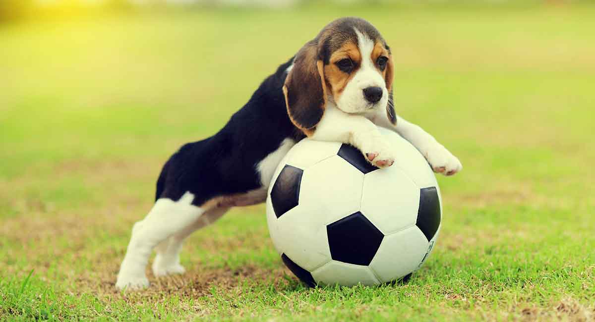 Beagle de bolsillo