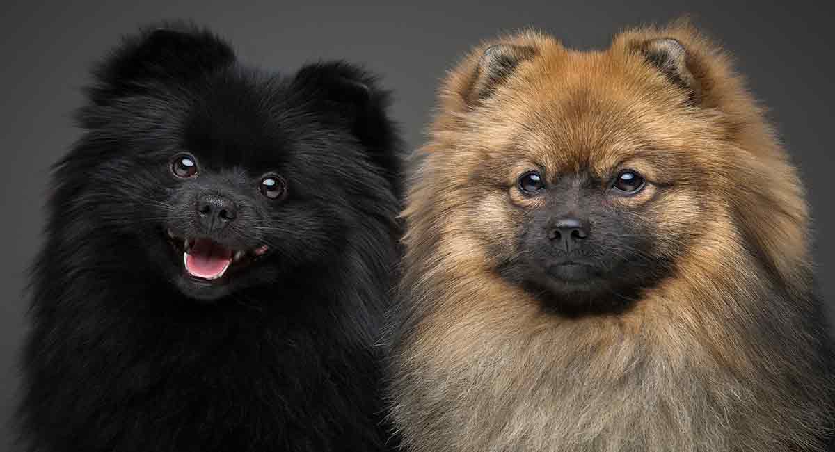 are black pomeranians rare