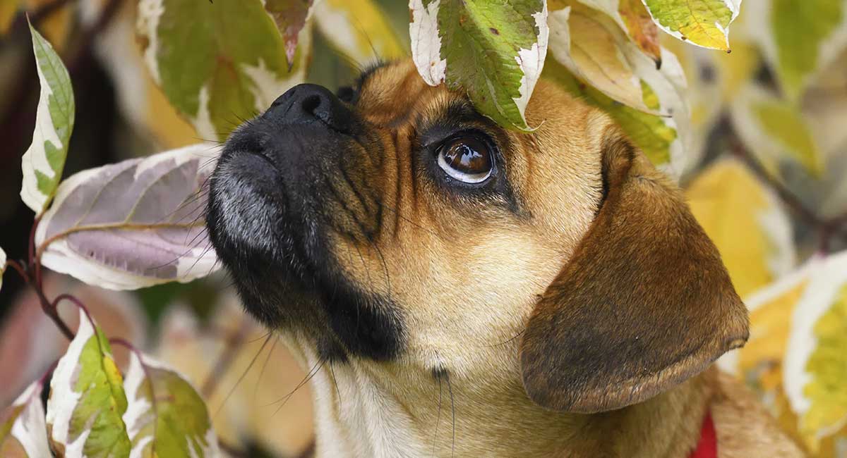 Puggle Names Find The Perfect Name For Your Cute Cross - 