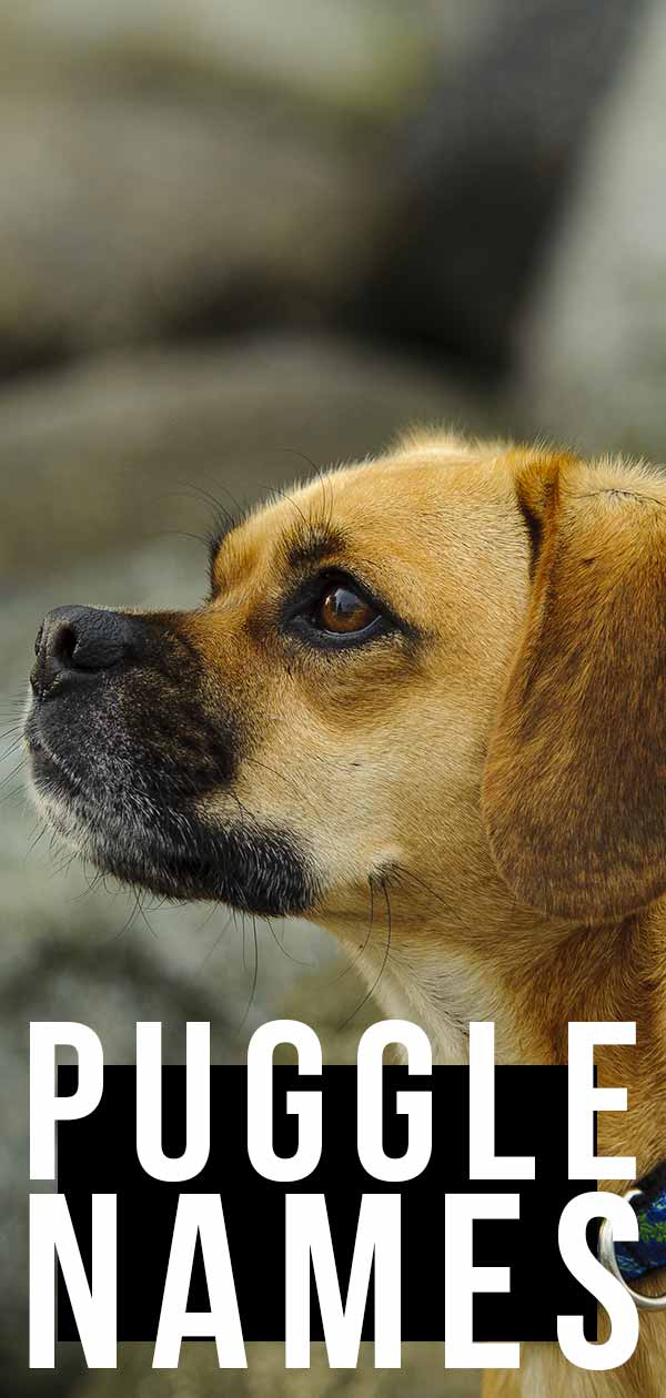 puggle names