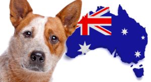 red australian cattle dog