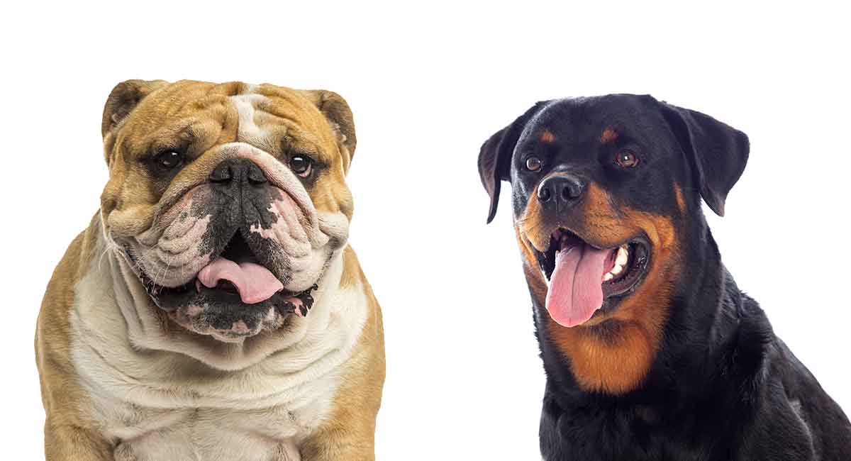 rottweiler vs bulldog