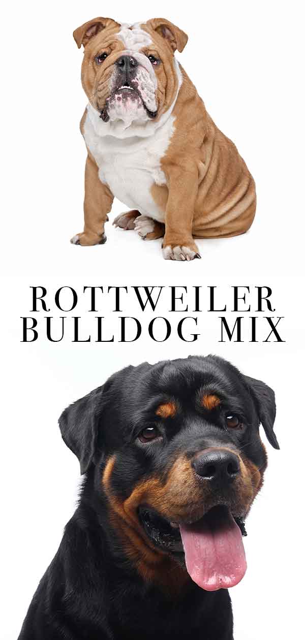 are rottweiler bulldogs dangerous