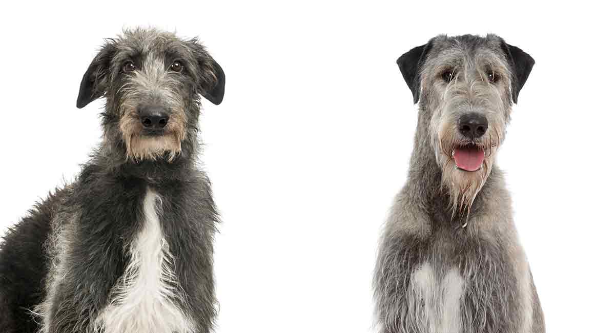 scottish deerhound next to irish wolfhound giving a side by side comparison. scottish deerhound vs irish wolfhound