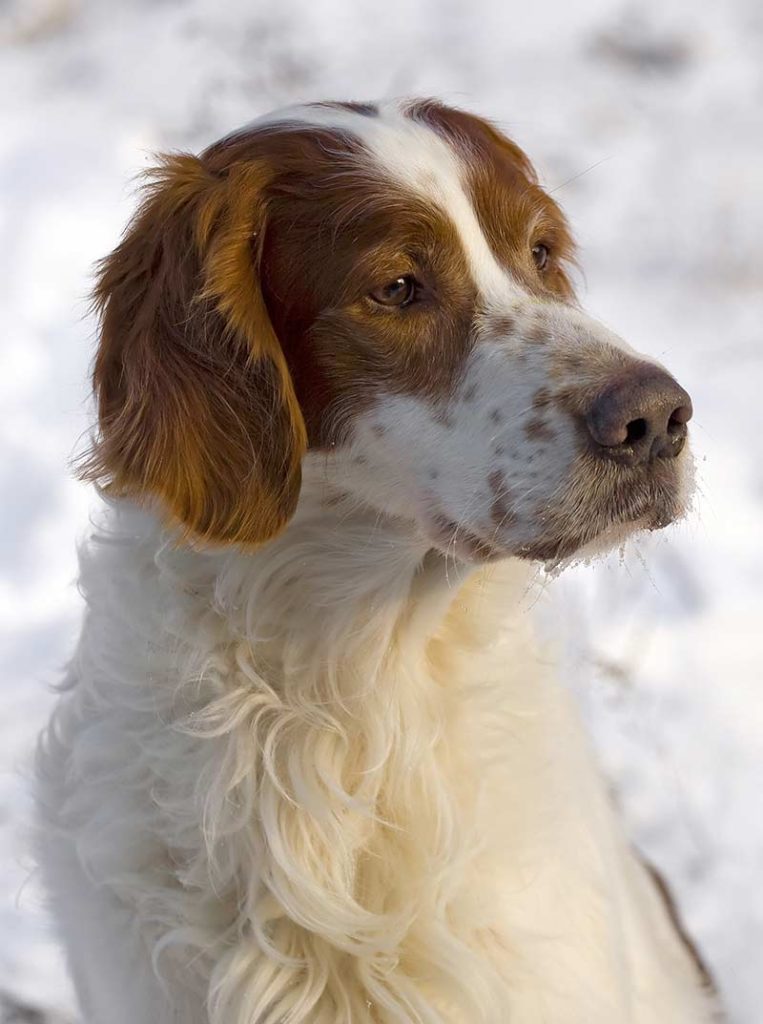irish dog breeds - red and white setter