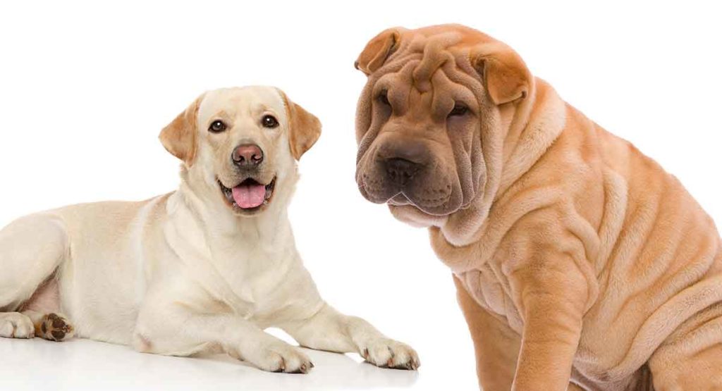 Chinese Shar Pei Golden Retriever Mix