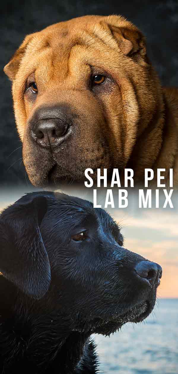 Shar Pei Lab Mix Is This Unusual Hybrid The Right One For Your