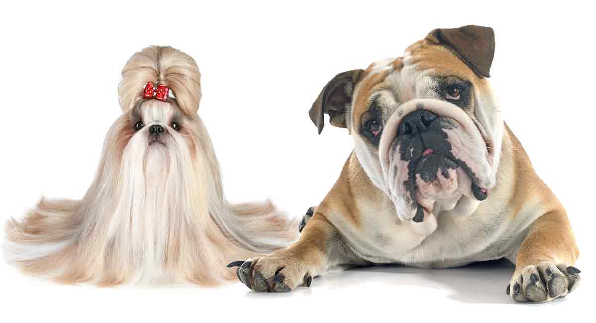 bulldog cross shih tzu