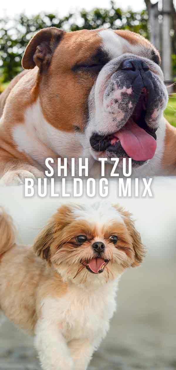 Shih Tzu Bulldog mix