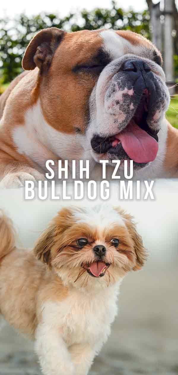 Shih Tzu Bulldog Mix Is This ShortMuzzled Hybrid Right