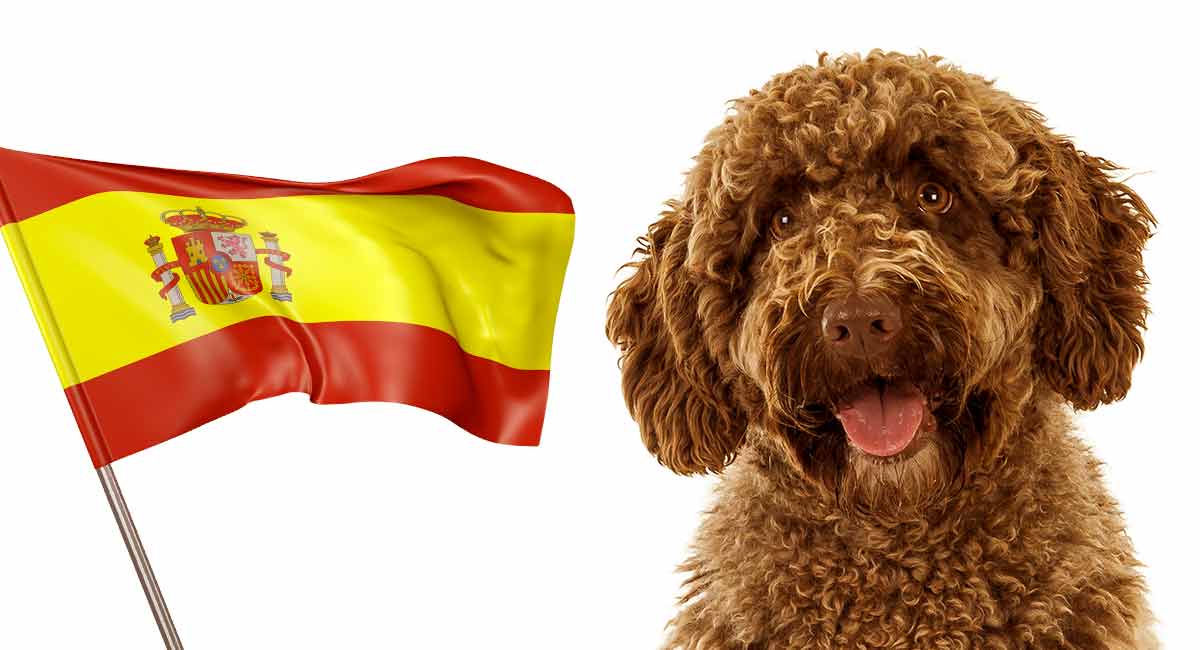 Spanish dog breeds