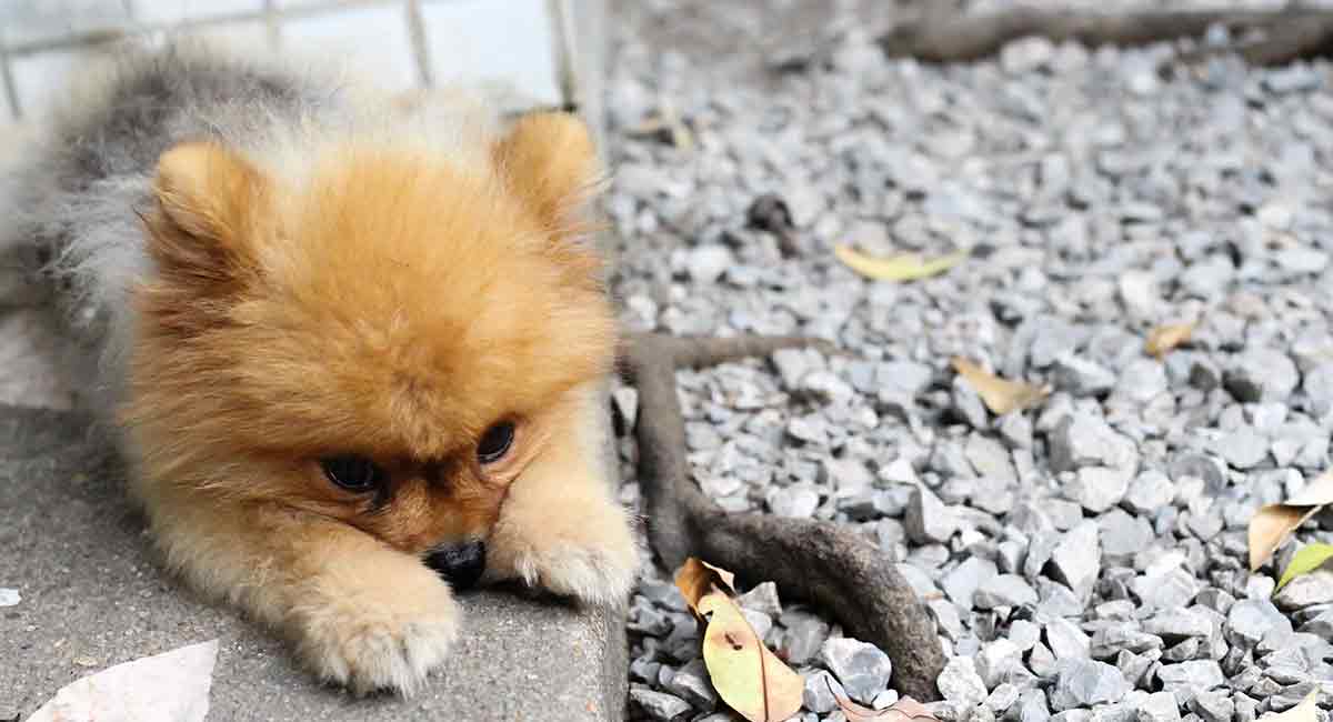 teacup pomeranian full grown size