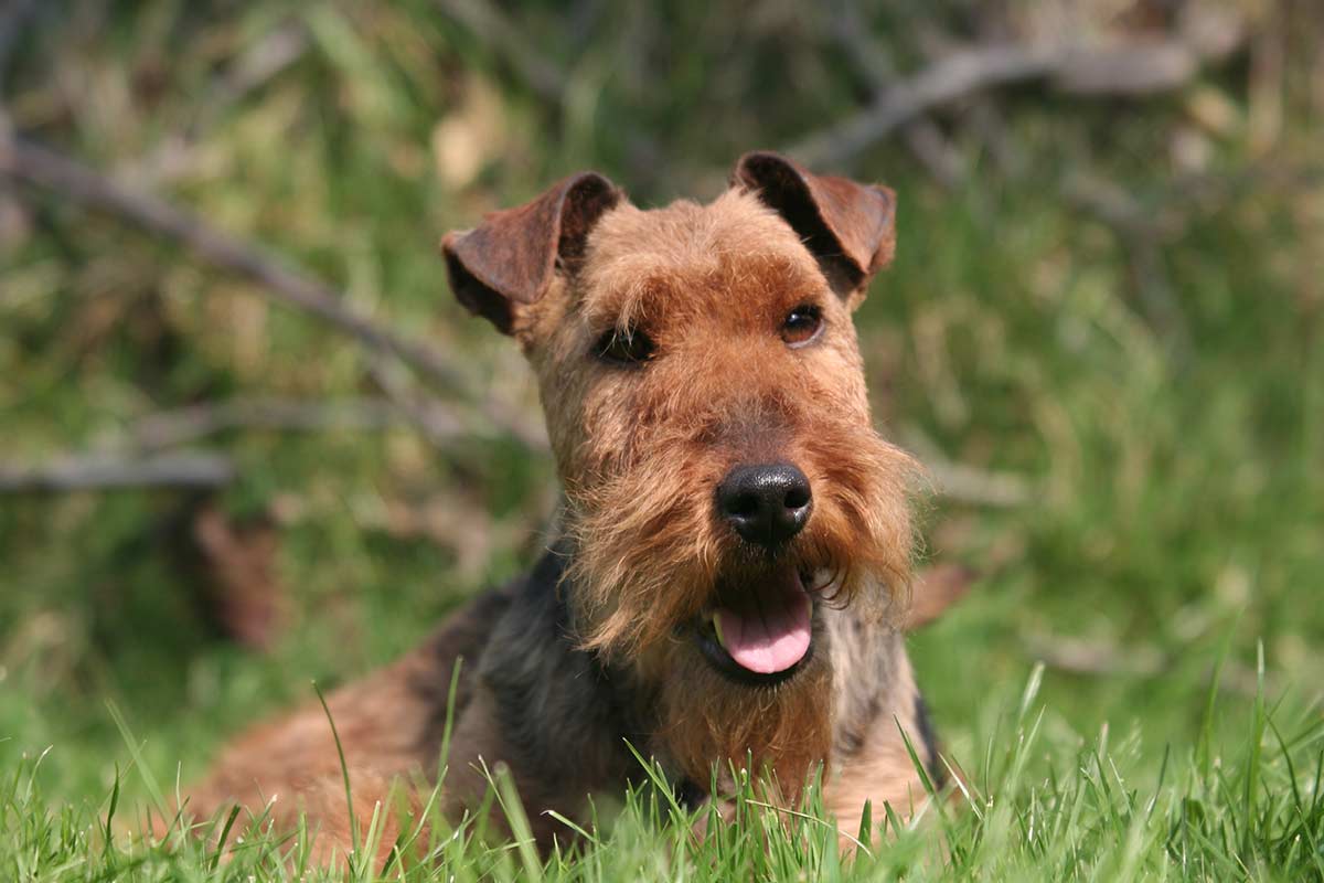 Welsh Dog Breeds - The Iconic Dogs Of Wales