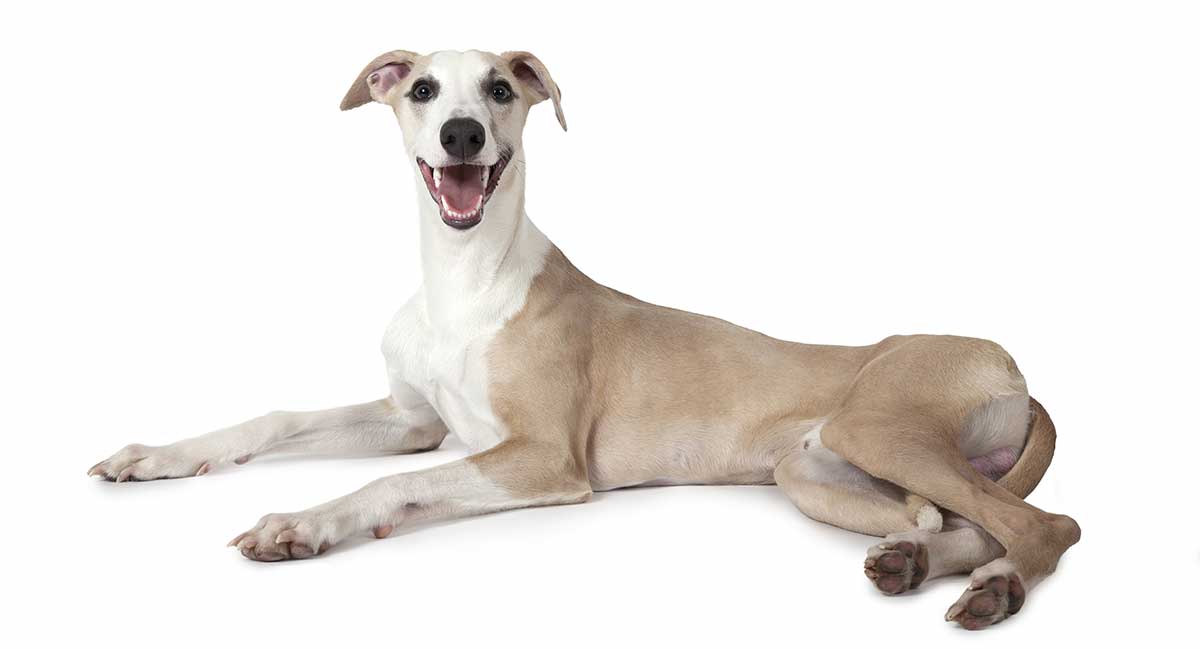 Whippet Names What Name Will You Choose For Your Brand New Puppy