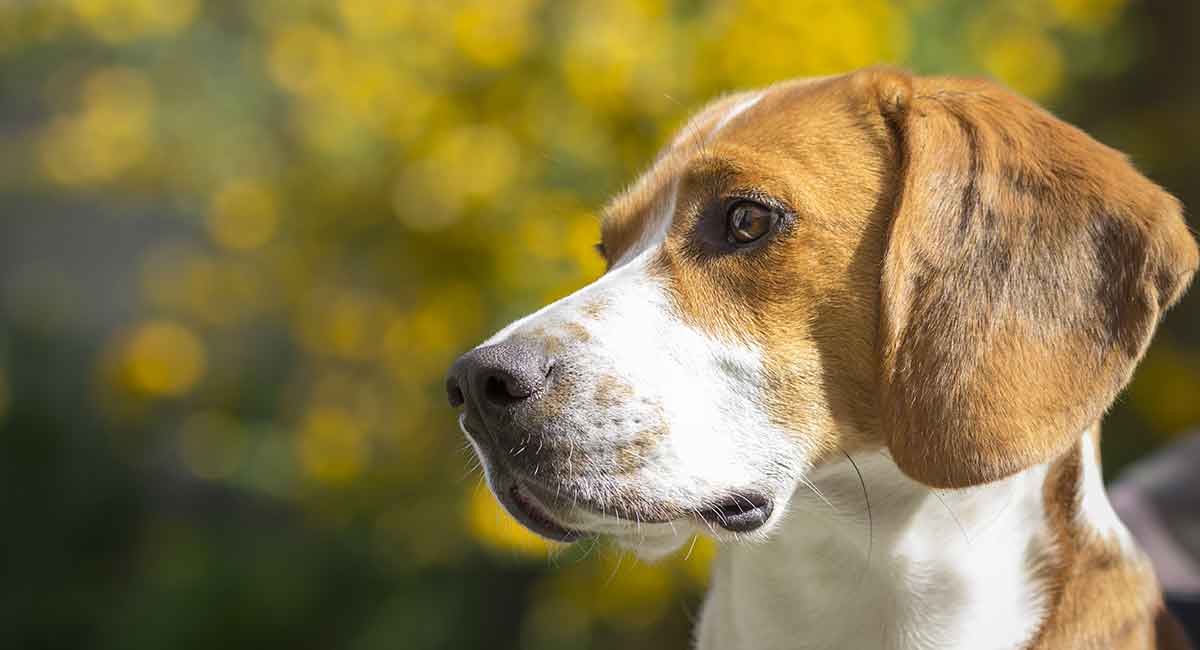 american foxhound proud hunting dog or family pet