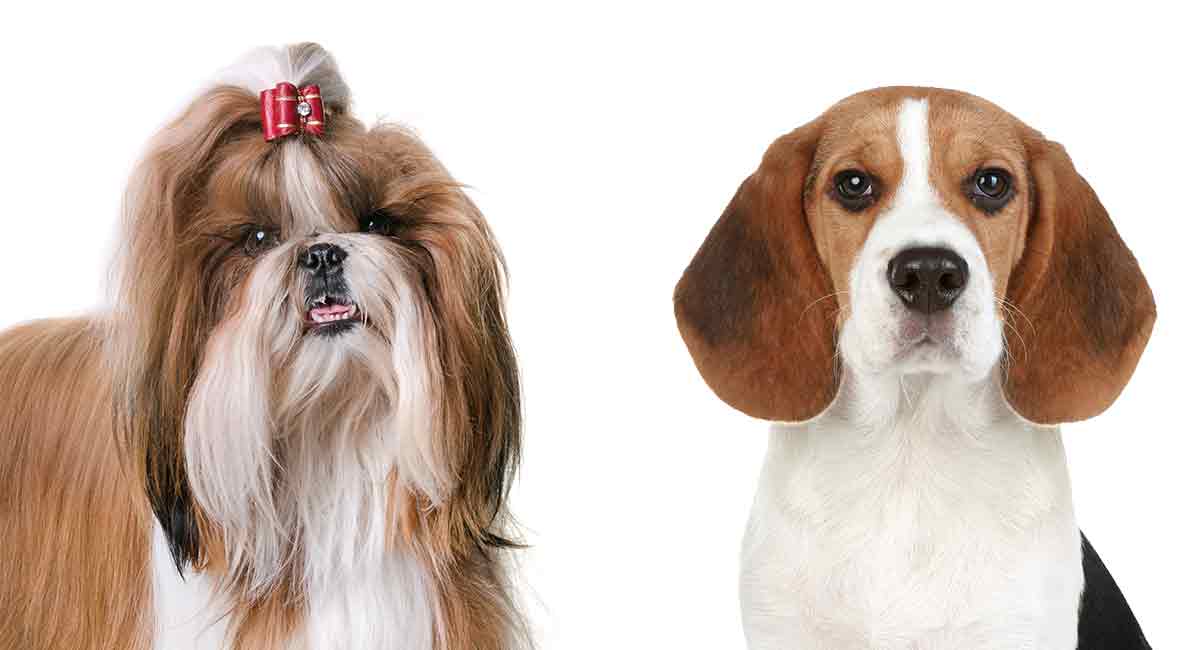 can beagle and shih tzu live together? 2