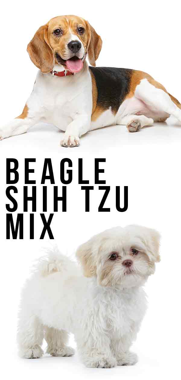 beagle shih tzu mix