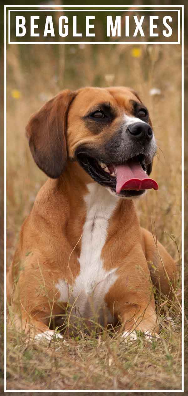 Beagle Mixes Everything There Is to Know About These Popular Hybrids