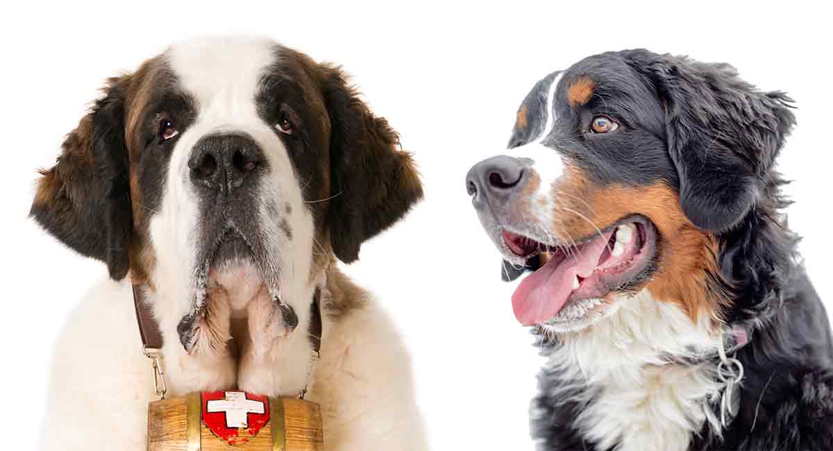 Bernese Mountain Dog Vs St Bernard What S The Difference