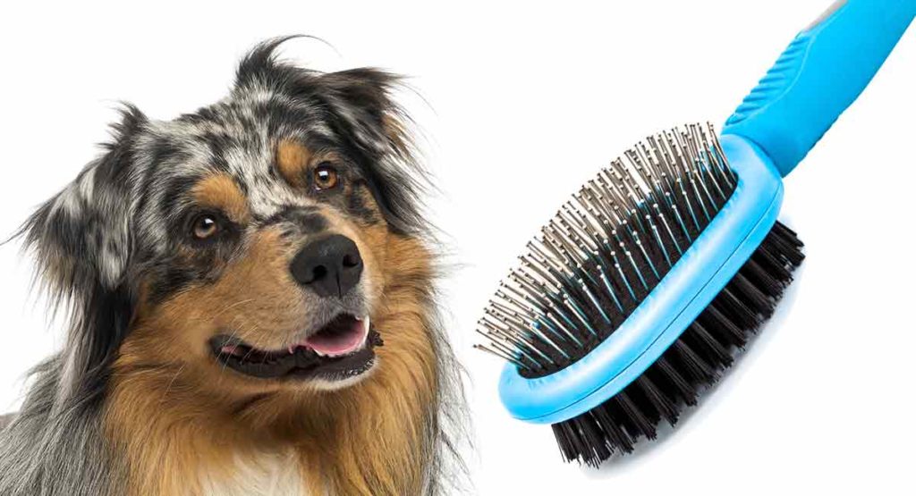Best Brush for Australian Shepherd Dogs Keep Him Looking His Best