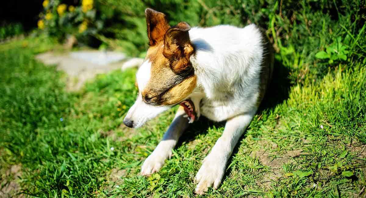 red heeler boxer mix